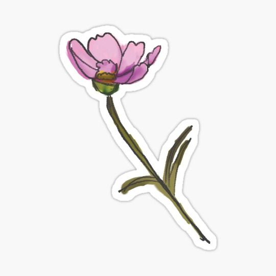 Discover Pink Poppy