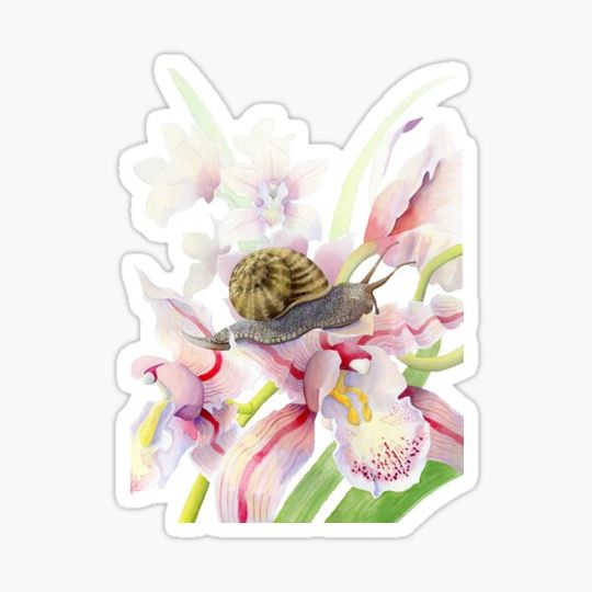 Discover Orchid Snail