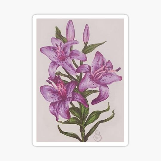 Discover Purple Lilies