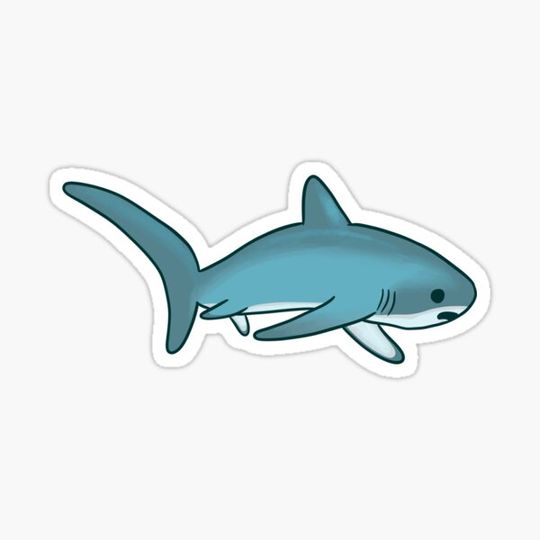 Discover Thresher shark
