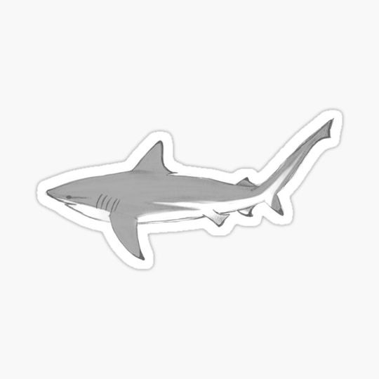 Blacktip Reef Shark