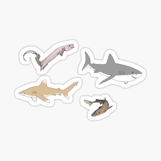 Discover Sharks 1
