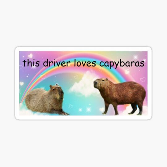 Discover this driver loves capybaras