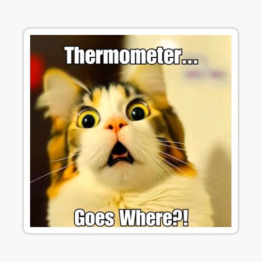 Thermometer Goes Where? - Funny Screaming Cat Meme