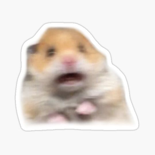 Discover scared hamster