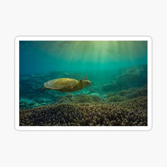 Discover Turtle Sunset Swim