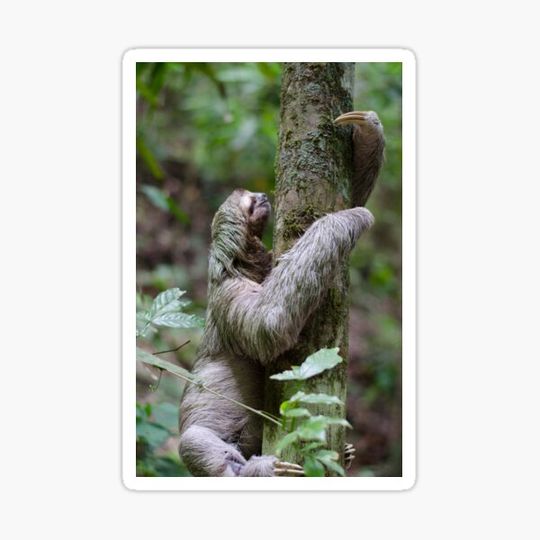 Discover Sloth