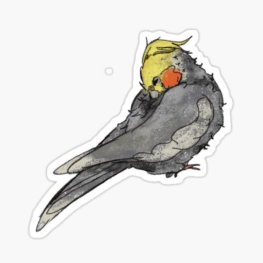 Discover sleeby bird