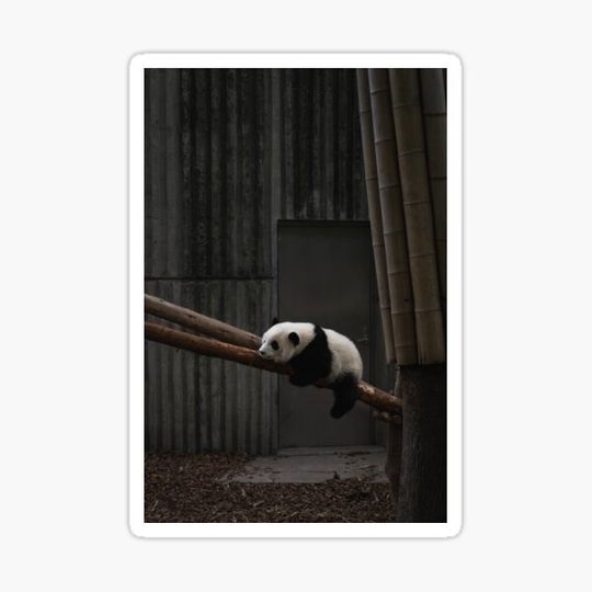 Discover Panda sleeping on a branch