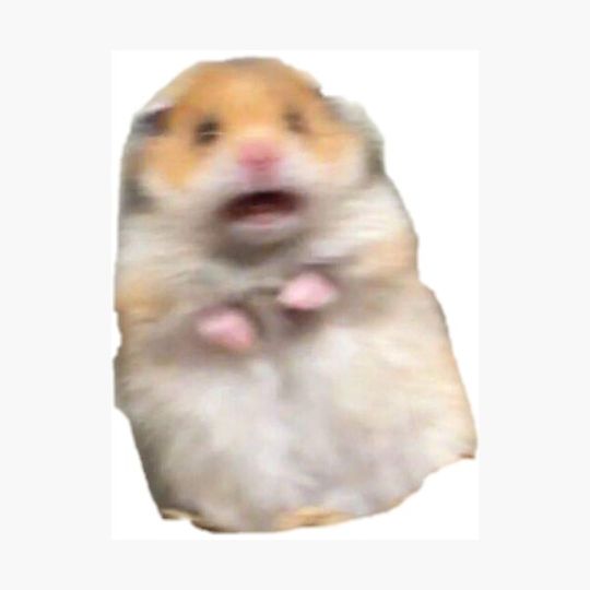 Discover screaming hamster