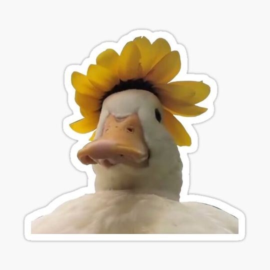 Discover Sunflower Duck