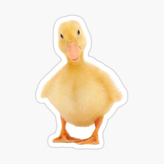 Discover Duck sticker