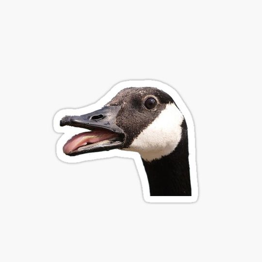 Discover Small Canadian Duck