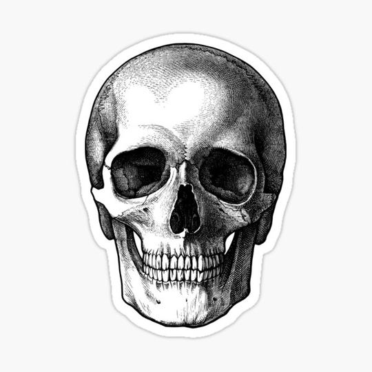 Discover Skull