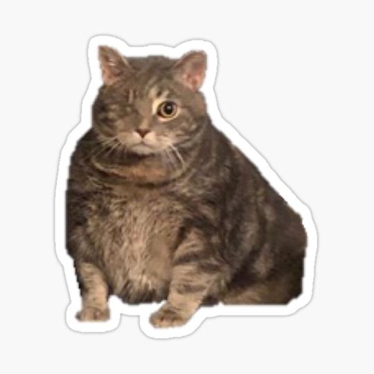 Discover Chonk of the Year - Little Guy