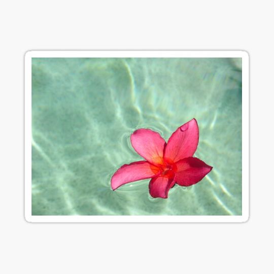 Discover Floating Red Frangipani