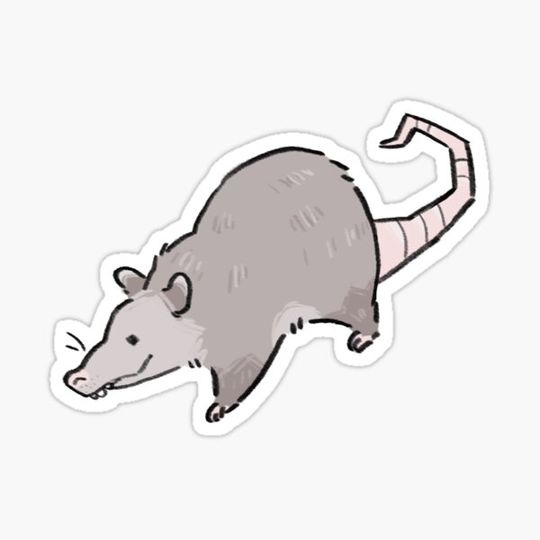 Discover opossum