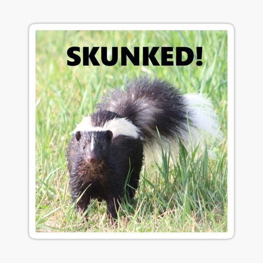 Discover Oh! Oh! Skunk on the Path!