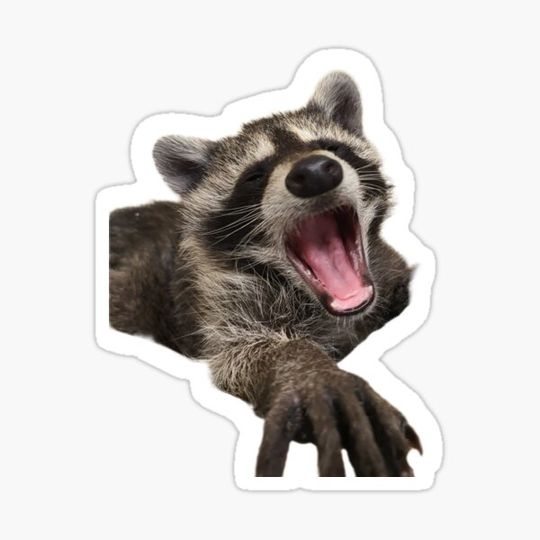 Discover Baby Trash Panda Yawn