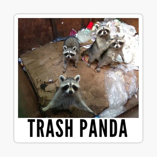 Discover Trash Panda
