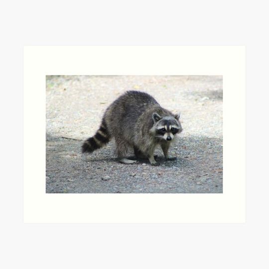 Discover trash panda 2