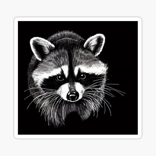 Discover Raccoon drawing