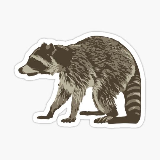 Discover Raccoon Walking