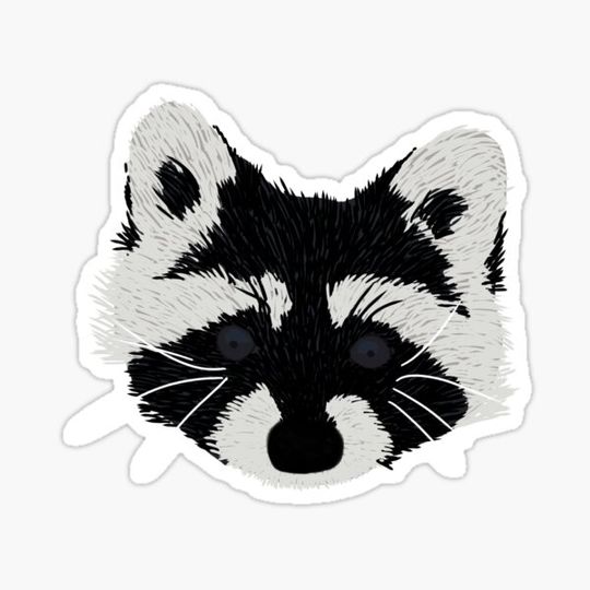 Discover raccoon