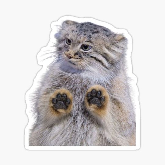 Discover pallas cat