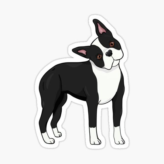 Discover Adorable Boston Terrier