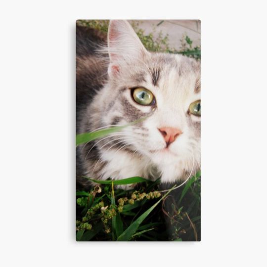 Discover kitteh in the grass