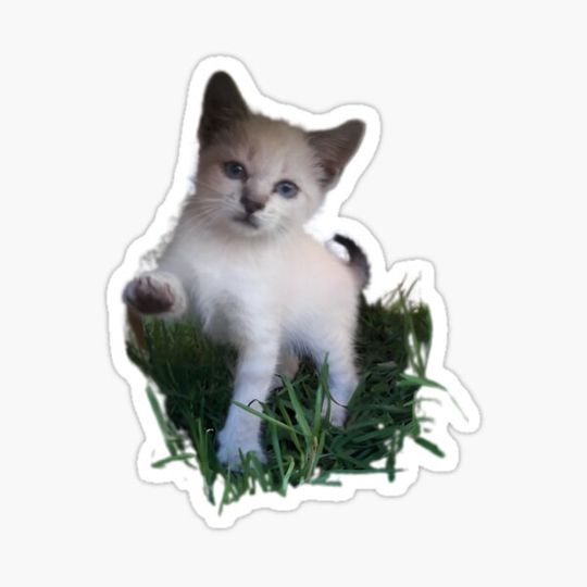 Discover Oli the little kitty
