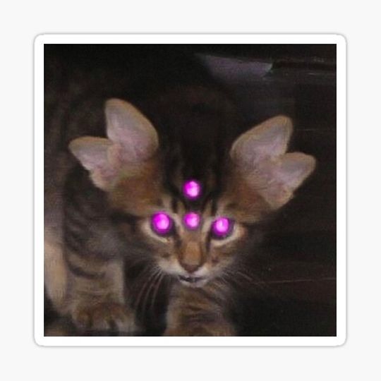Discover entity kitty ^~^