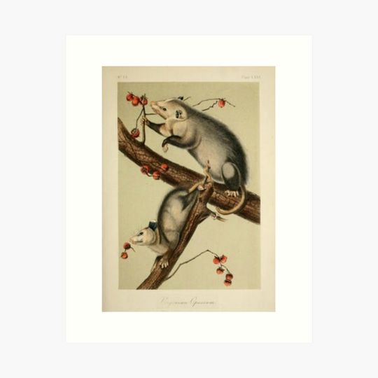 Discover Naturalist Opossum