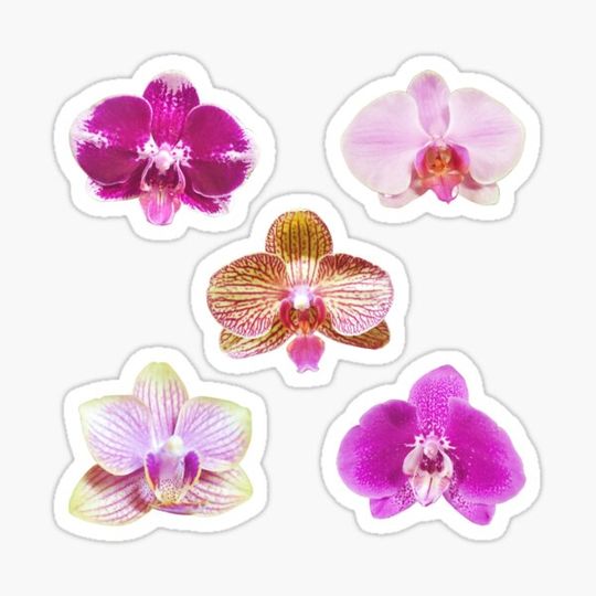 Discover Set of 5 orchids
