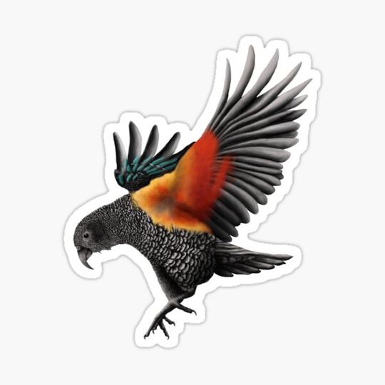 Discover Kea
