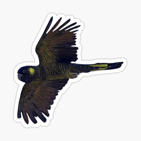 Discover Yellow Tailed Black Cockatoo Color Design