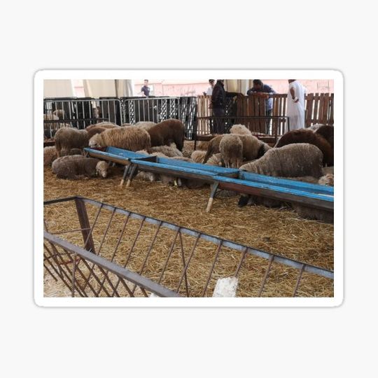 Discover sardi sheep