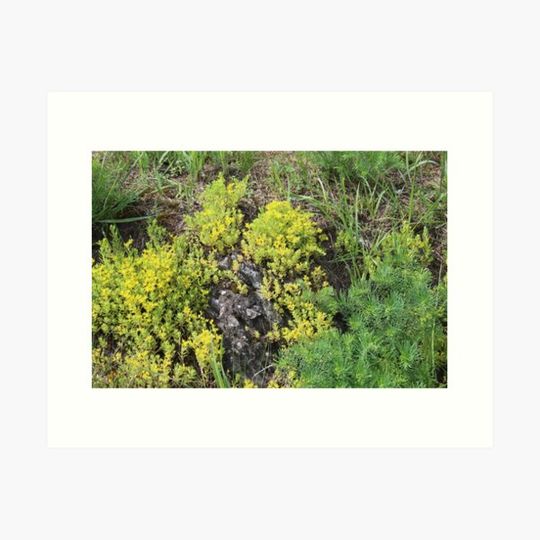 Discover Green backdrops