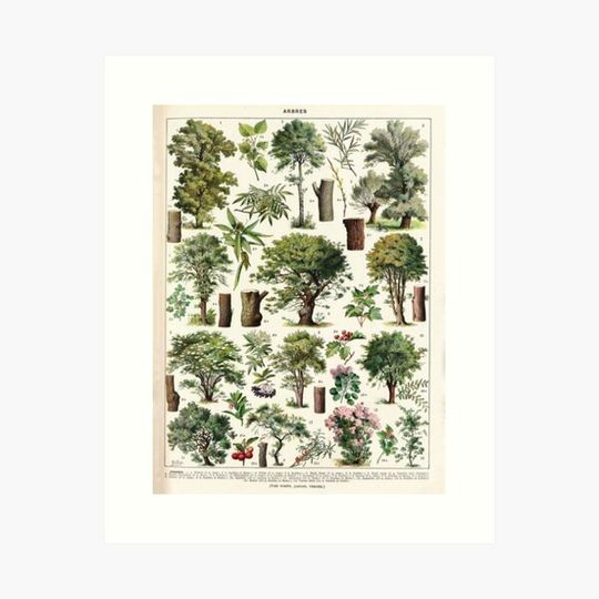 Discover Adolphe Millot - Arbres A - French vintage botanical poster