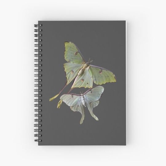 Discover aesthetic butterflies