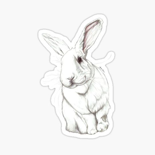Discover White Rabbit