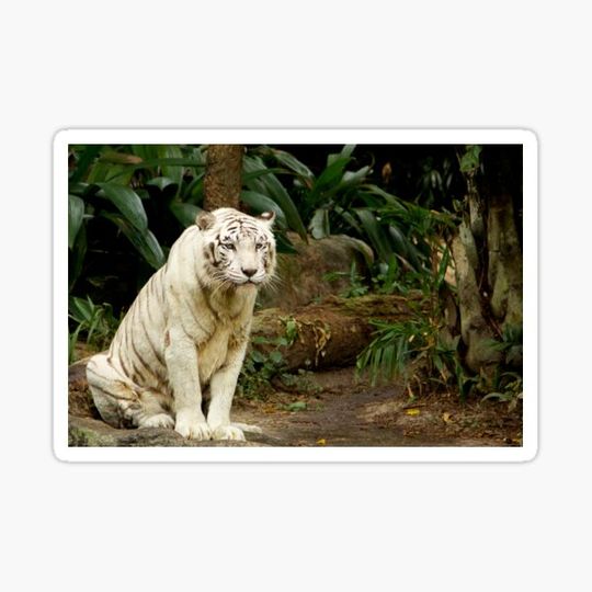 Discover Unhappy Tiger