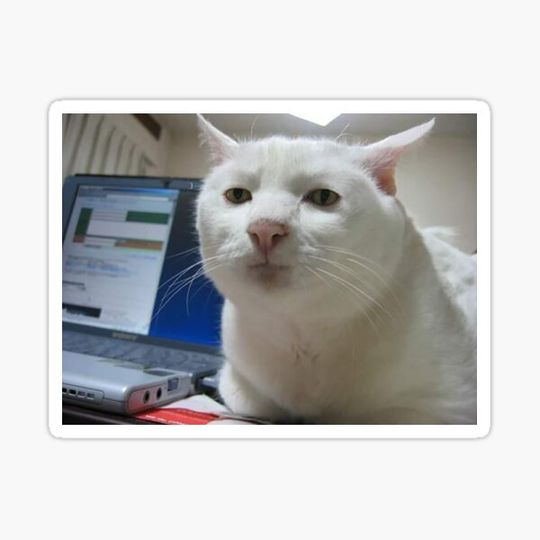 Discover Serious Cat Meme
