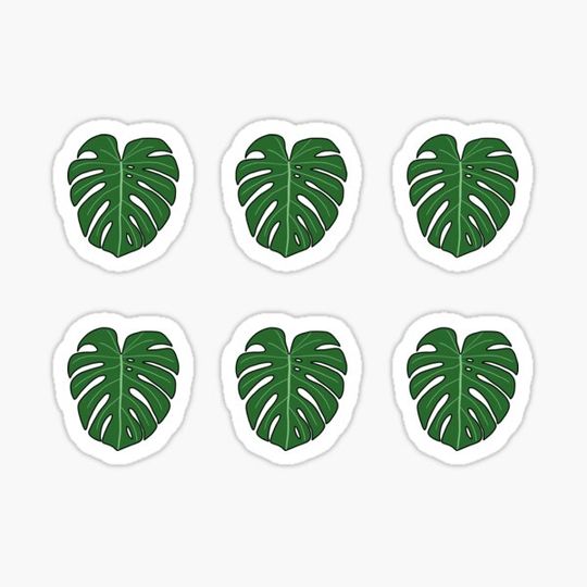 Discover Monstera Plant Leaves