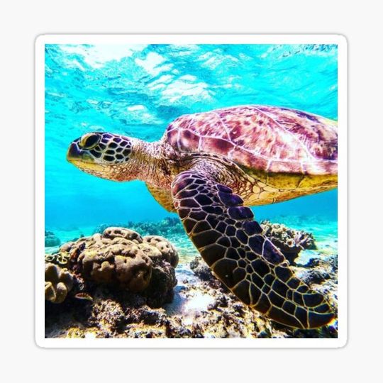 Discover Green Sea Turtle