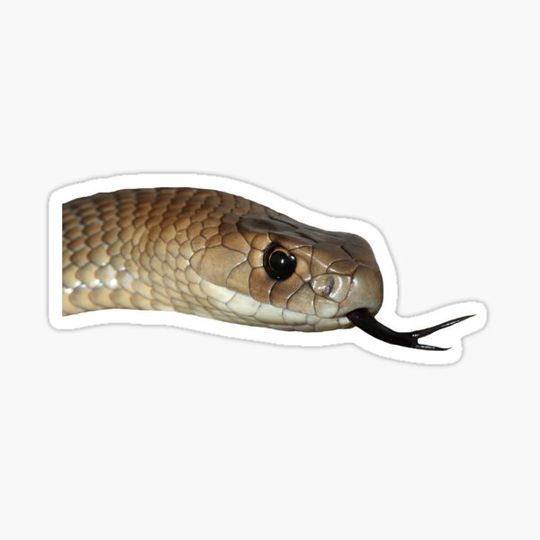 Discover D is for Dugite Snake Sticky
