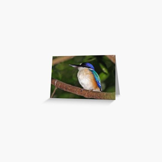 Discover Forest Kingfisher