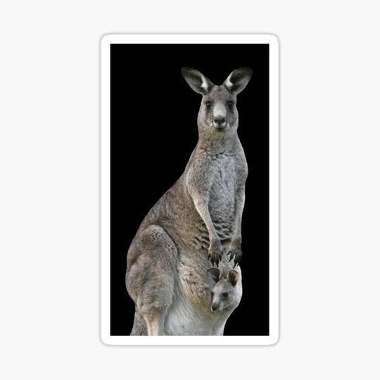 Discover Kangaroo with joey looking out of pouch 2