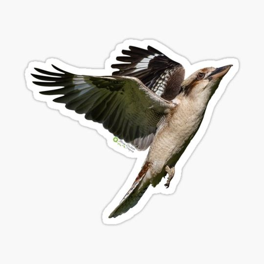Discover "Kookaburra Rising" - Australian Bird Gift